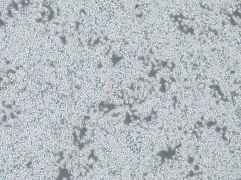 DC2.4 Cell Complete Medium-searchlist-1