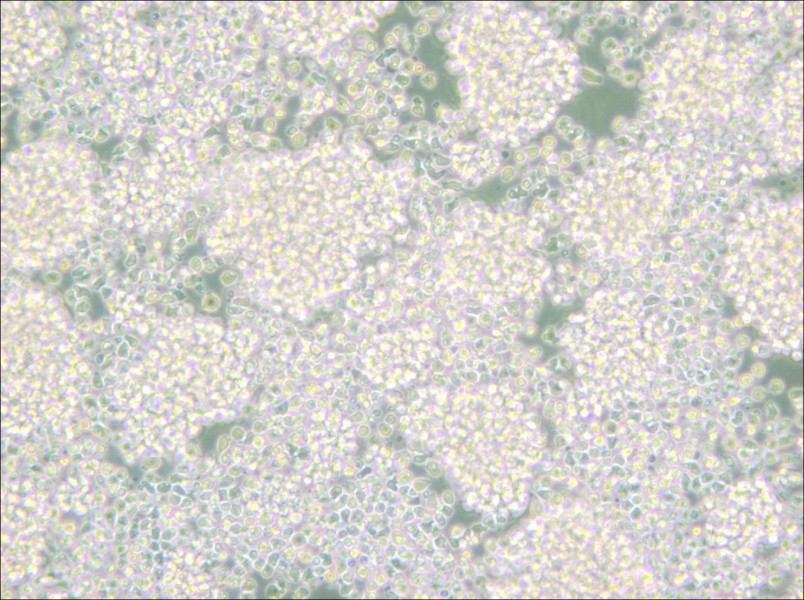 Reh Cell Complete Medium - small - 6