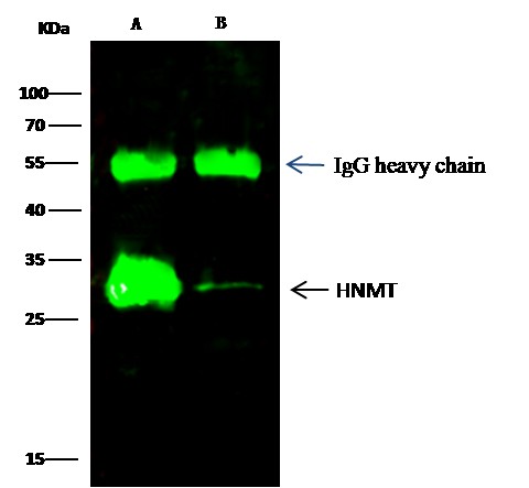 Recombinant HNMT Monoclonal Antibody - small - 1