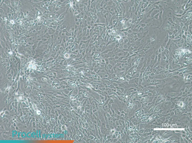 Panc 08.13 Cell Complete Medium - 1