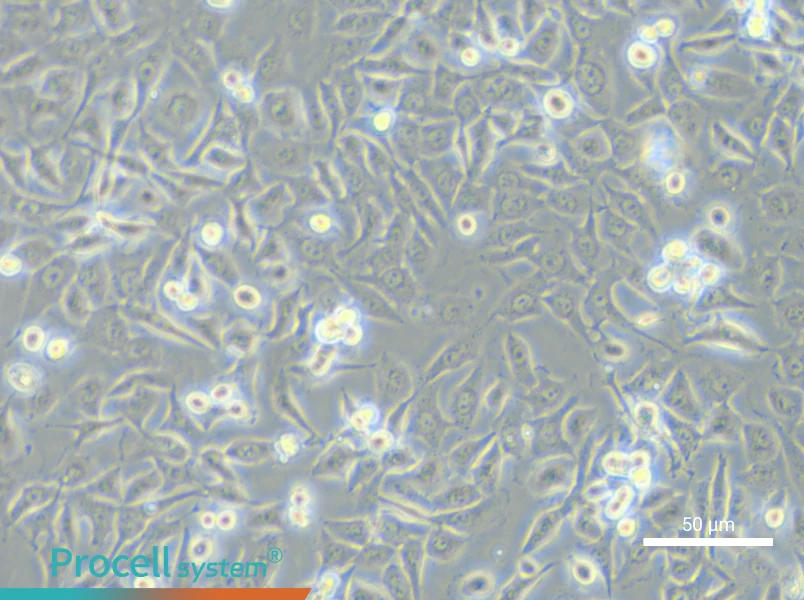 NCI-H1373 Cell Complete MediumNCI-H1373 Cell Complete Medium - 6