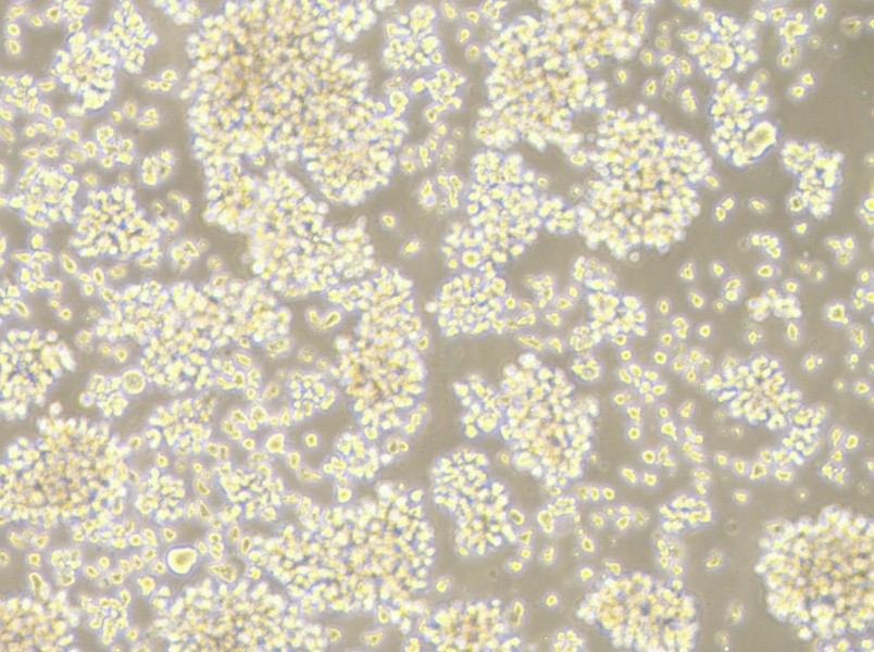 LCL 721.221 Cell Complete Medium - 3