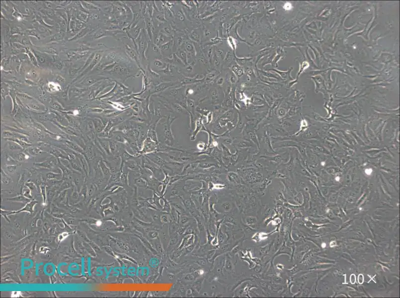 OK Cell Complete Medium - 2