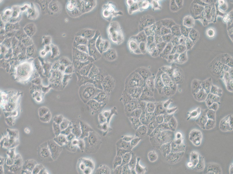 HCC1428 Cell Complete Medium - small - 6