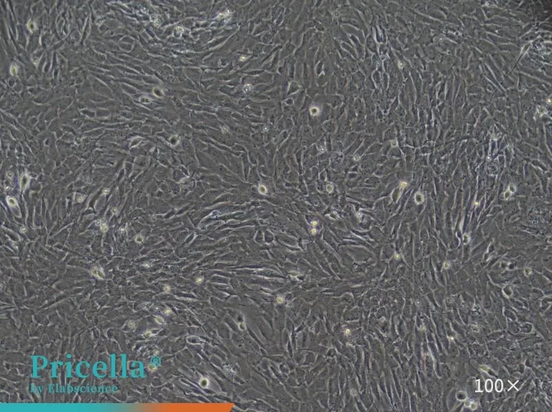 Rat Cardiac Fibroblasts Isolation and Culture Kit - small - 2