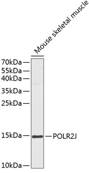 Western blot analysis of extracts of Mouse skeletal muscle using POLR2J Polyclonal Antibody at dilution of 1:1000.