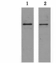 Western Blot analysis of 2ug S-Tag fusion protein using S-Tag Monoclonal Antibody at dilution of 1) 1:5000 2) 1:10000.