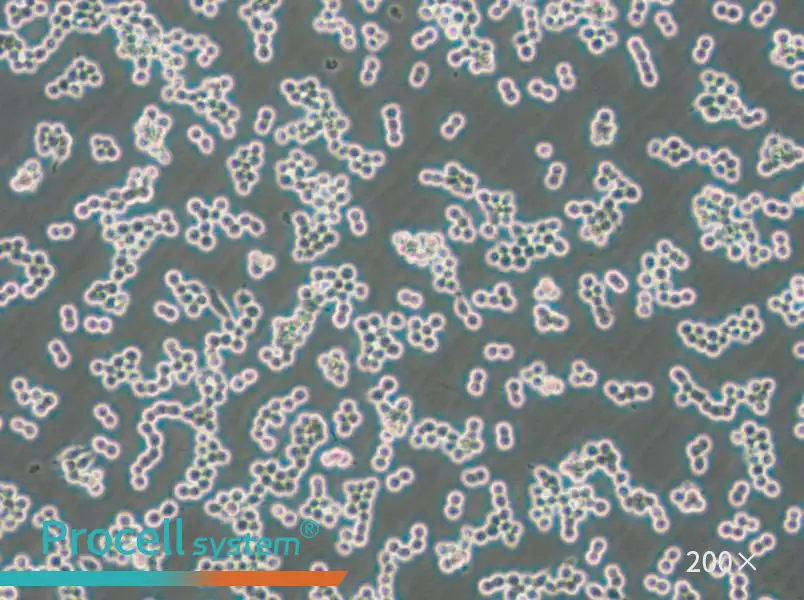 RAW 264.7-EGFP Cell Complete Medium - 6