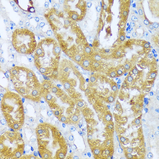 Immunohistochemistry of paraffin-embedded Mouse kidney using ACOT2 Polyclonal Antibody at dilution of  1:100 (40x lens).