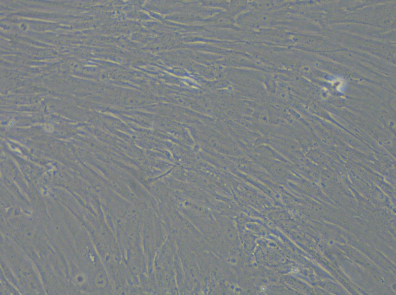 IMR-90 Cell Complete Medium - 6