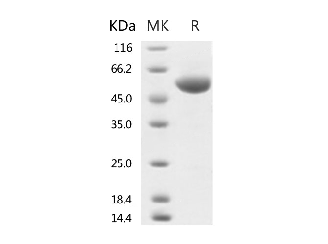 Measured by its binding ability in a functional ELISA. Immobilized human ACE2 protein (His tag) at 2ug/mL (100uL/well) can bind 2019-nCoV Spike Protein (RBD, rabbitFc Tag) (40592-V31H), the EC50 of 2019-nCoV Spike Protein (RBD, rabbitFc Tag)is 2.0-6.0ng/mL.