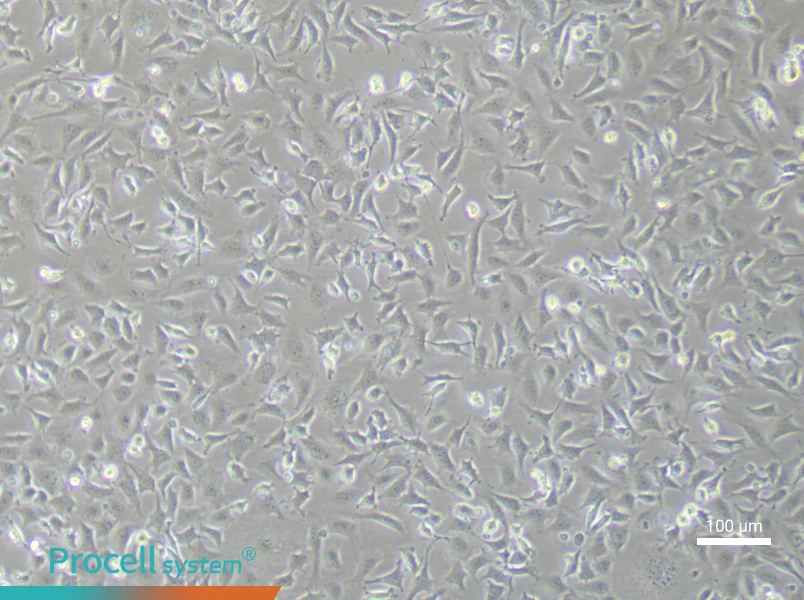 Mouse Aortic Endothelial (Primary cell immortalization) Cell Complete MediumMouse Aortic Endothelial (Primary cell immortalization) Cell Complete Medium - 3