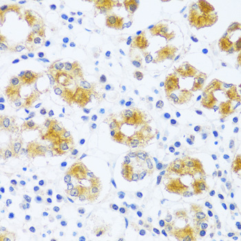 Immunohistochemistry of paraffin-embedded Human stomach using BRK1 Polyclonal Antibody at dilution of  1:100 (40x lens).