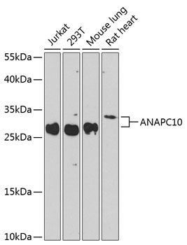 Western blot analysis of extracts of various cell lines using ANAPC10 Polyclonal Antibody at 1:1000 dilution.