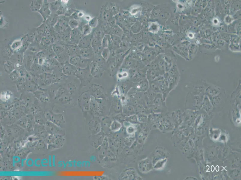 OVCAR-8 Cell Complete Medium - small - 4