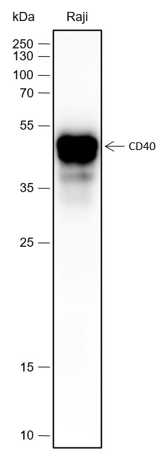 Recombinant CD40 Monoclonal Antibody-searchlist-1