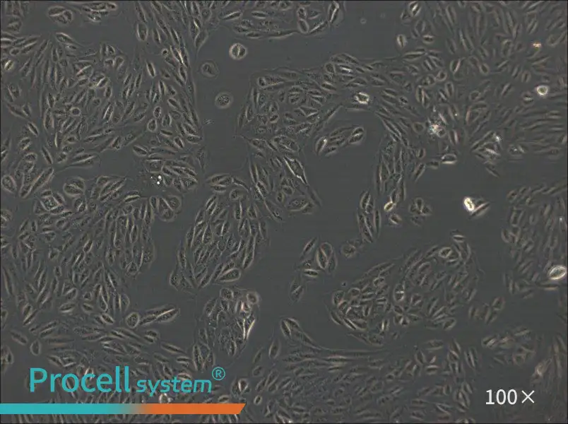 ARPE-19 Cell Complete Medium - 1
