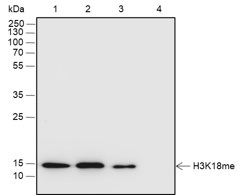 Recombinant Histone H3 (Mono Methyl Lys18) Monoclonal Antibody-searchlist-1