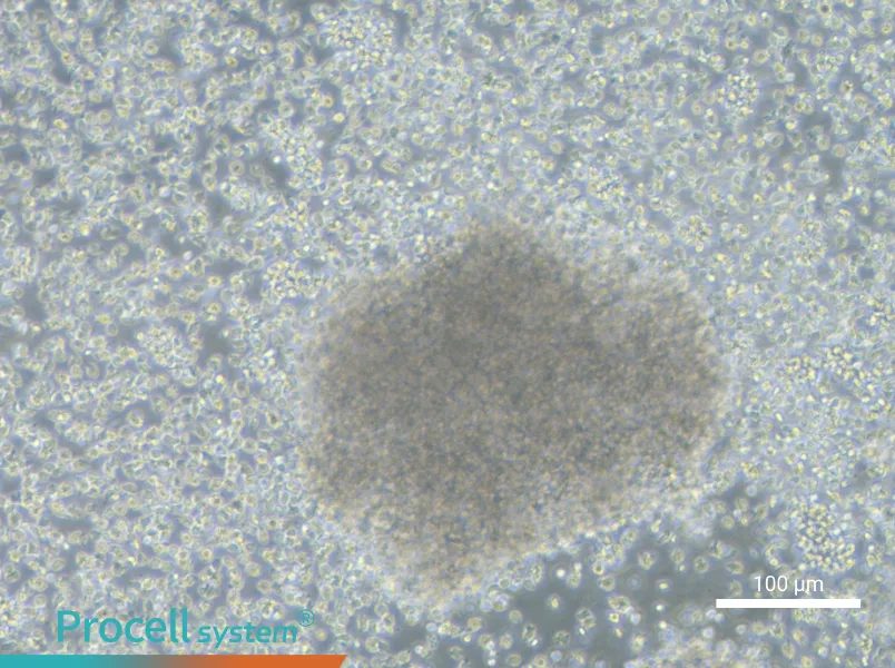 NCI-BL1437NCI-BL1437 - 2
