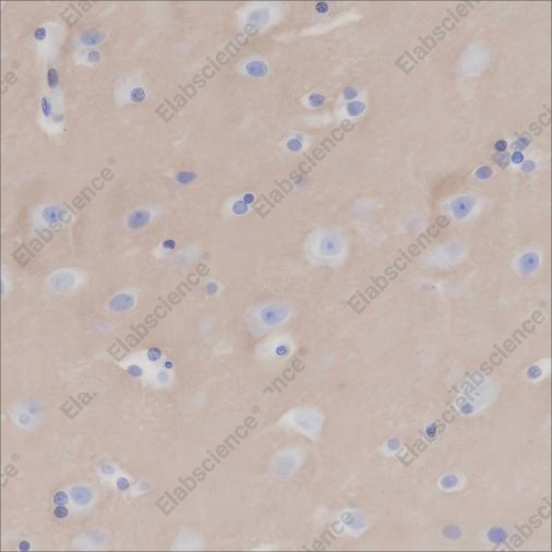 Recombinant CD47 Monoclonal Antibody - 2