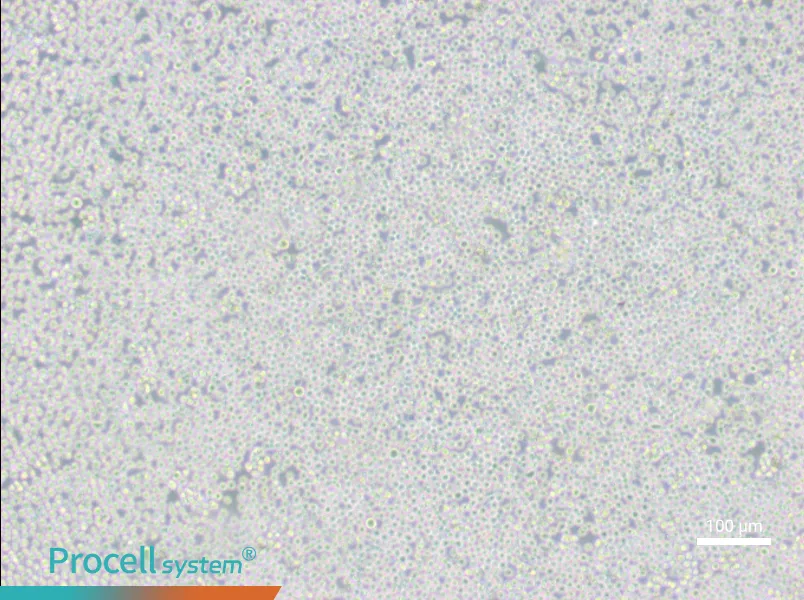 MELMEL - 3
