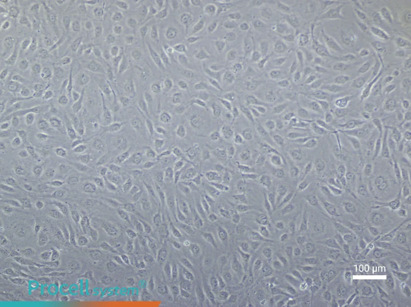 Human Intestinal Microvascular Endothelial Cell Complete Medium - 1