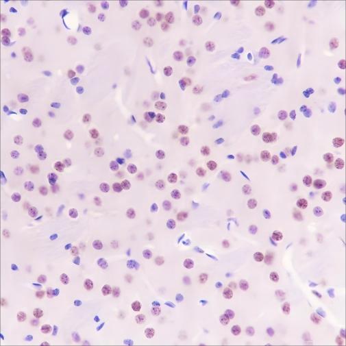 Recombinant FUBP1 Monoclonal Antibody - small - 4