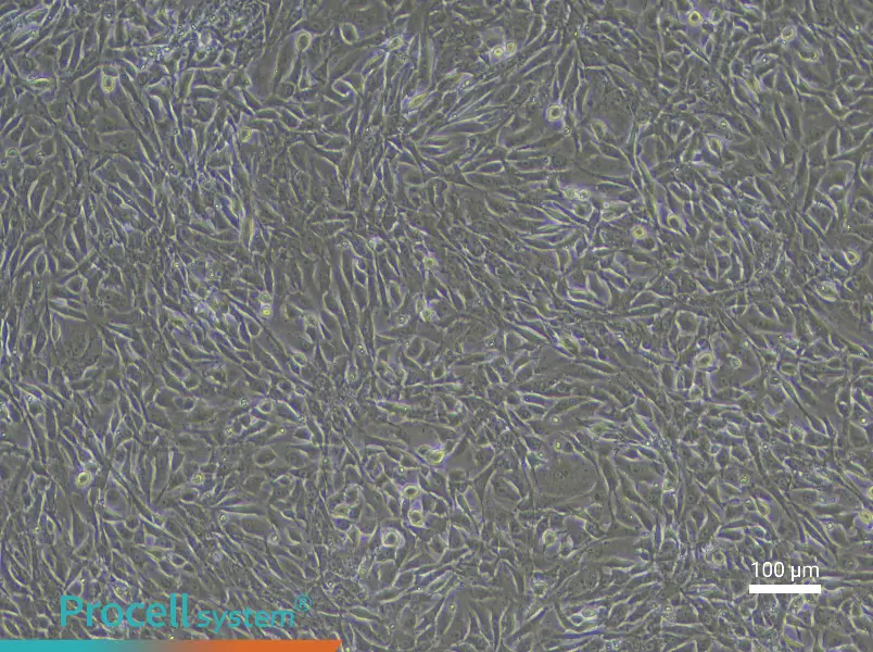 Rabbit Bladder Smooth Muscle Cell Complete Medium - 2