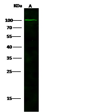 Recombinant NAALADL1/NAALADase L Monoclonal Antibody-searchlist-1