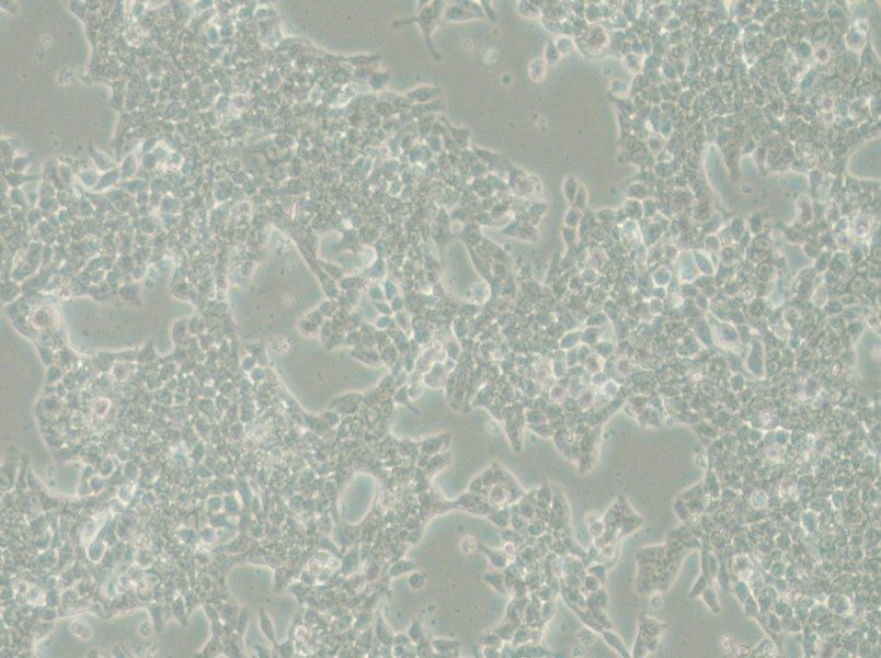 SW620-LUC (DMEM) Cell Complete Medium - 4