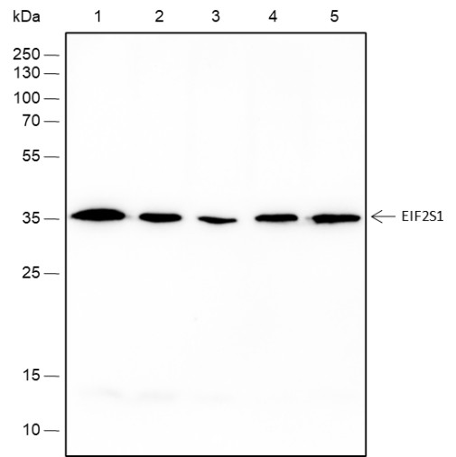 Recombinant EIF2S1 Monoclonal Antibody-searchlist-1