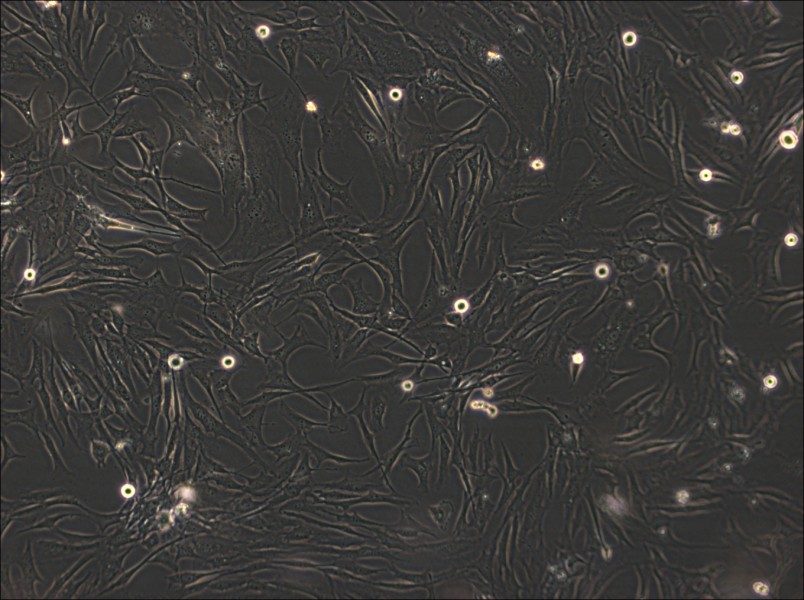 HS-27A Cell Complete Medium - 2