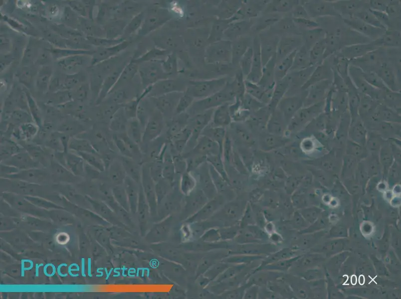 HOS Cell Complete Medium - small - 5