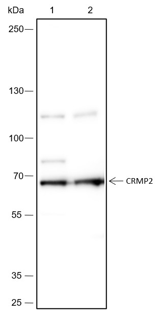 Recombinant CRMP2 Monoclonal Antibody-searchlist-1