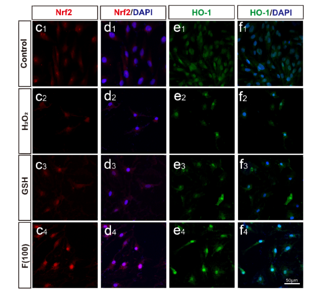 Recombinant Nrf2 Monoclonal Antibody - small - 5