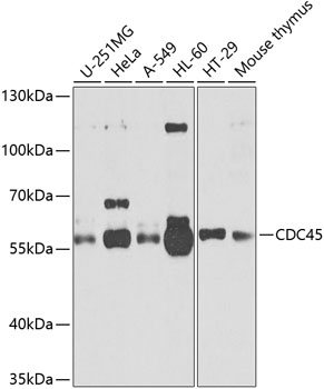 Western blot analysis of extracts of various cell lines using cdc45 Polyclonal Antibody at 1:1000 dilution.