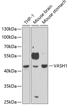 Western blot analysis of extracts of various cell lines using VASH1 Polyclonal Antibody at 1:1000 dilution.