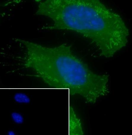 Recombinant Pan-Actin Monoclonal Antibody - small - 6