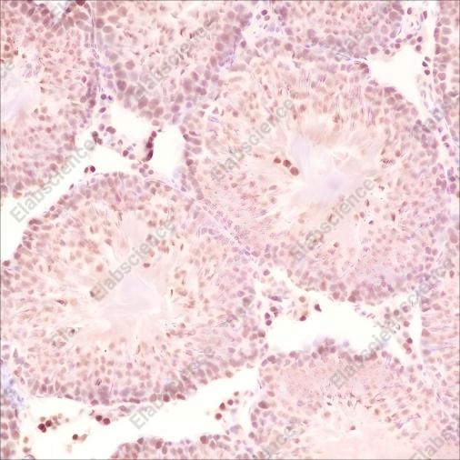 Recombinant SF1 Monoclonal Antibody - 4