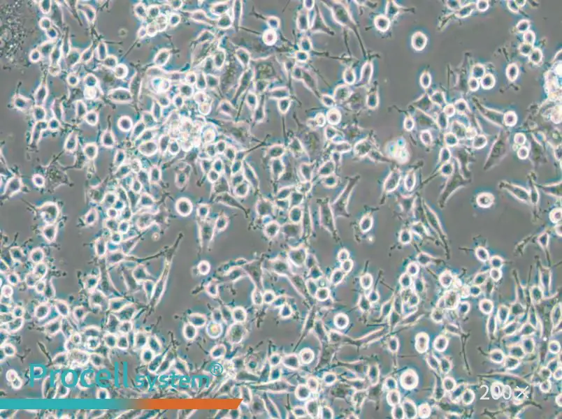 MADB106 Cell Complete Medium - small - 4