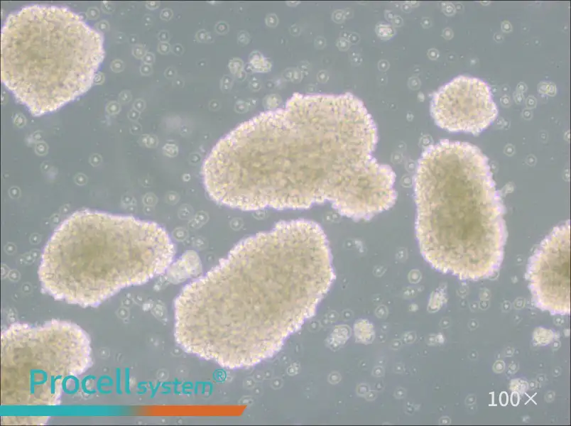 MT-4 Cell Complete MediumMT-4 Cell Complete Medium - 2