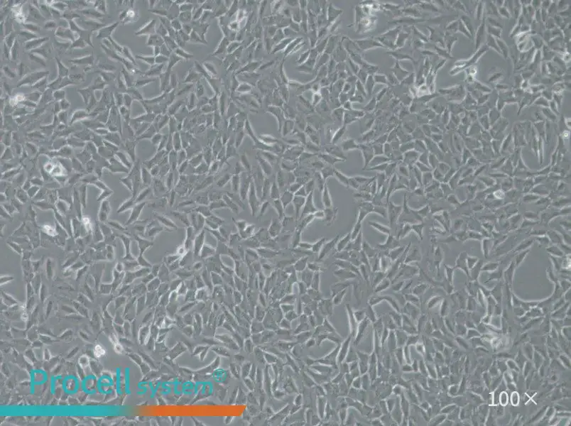 Py230 Cell Complete MediumPy230 Cell Complete Medium - 3