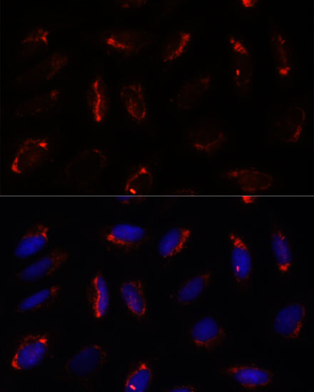 Immunofluorescence analysis of U2OS cells using MRPS7 Polyclonal Antibody at dilution of 1:100. Blue: DAPI for nuclear staining.