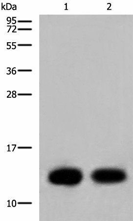 Western blot analysis of Mouse heart tissue and Human heart tissue lysates  using COX6C Polyclonal Antibody at dilution of 1:800