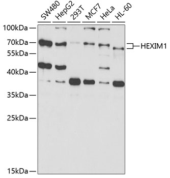 Western blot analysis of extracts of various cell lines using HEXIM1 Polyclonal Antibody at 1:1000 dilution.