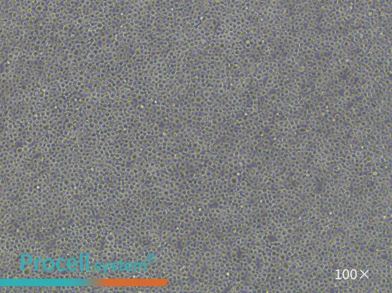 U-937 Cell Complete Medium - 1