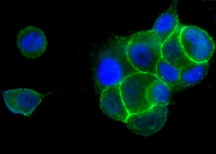 EphB4/HTK Monoclonal Antibody - small - 2