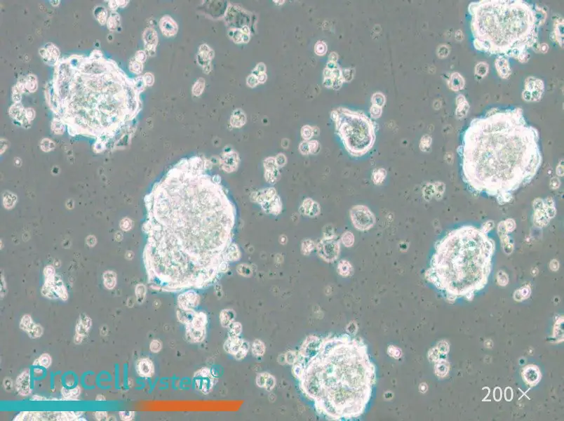 SK-ES-1 Cell Complete Medium - 4