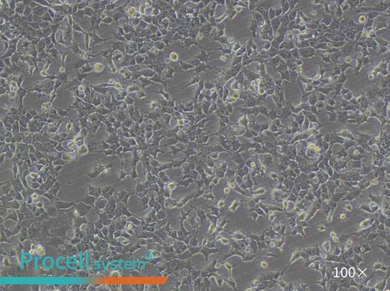 HePa1-6-LUC Cell Complete MediumHePa1-6-LUC Cell Complete Medium - 2