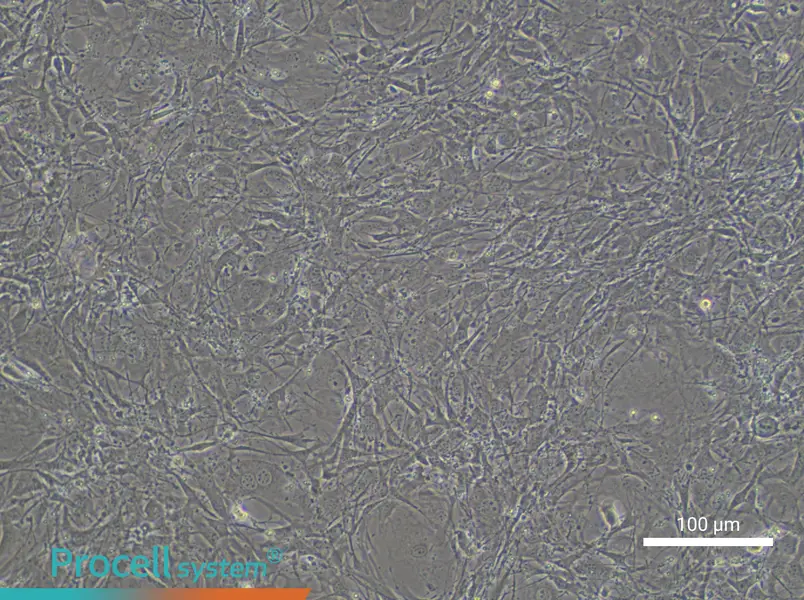C3H/10T1/2, Clone 8 Cell Complete MediumC3H/10T1/2, Clone 8 Cell Complete Medium - 3